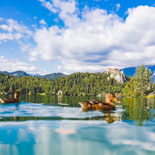 שני ברווזים שוחים על אגם עם נוף לקו חוף מיוער, גבעות ברקע ושמים מעט מעוננים.