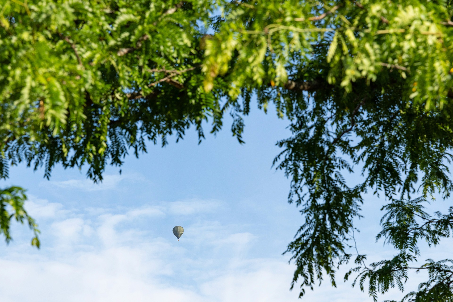 Blick durch die Baumkrone eines Lederhülsenbaums mit Himmel und Heißluftballon im Hintergrund.