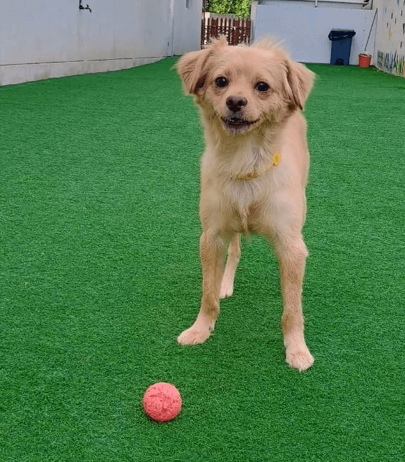 certified dog training sessions in dubai at doggy doggy home facility