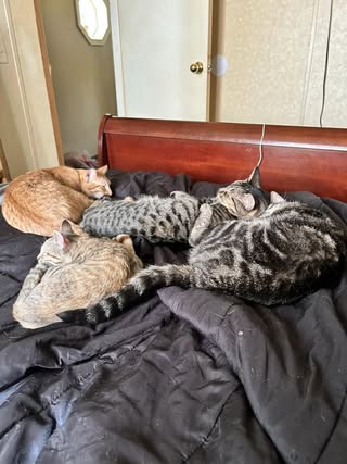 Alyssa O with Anni, Abbi, Alli, Marissa