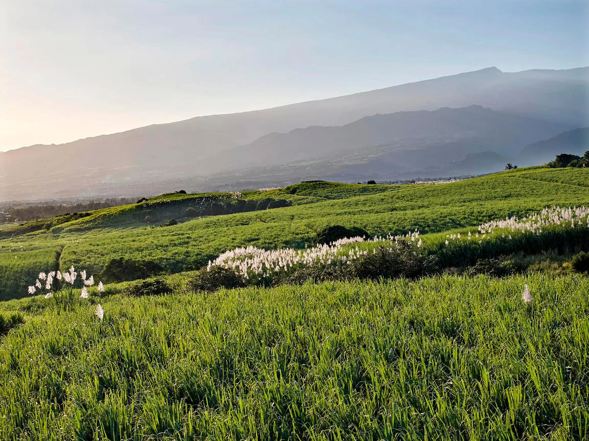 Nature sauvage de La Réunion : vue panoramique sur les sommets et la végétation luxuriante