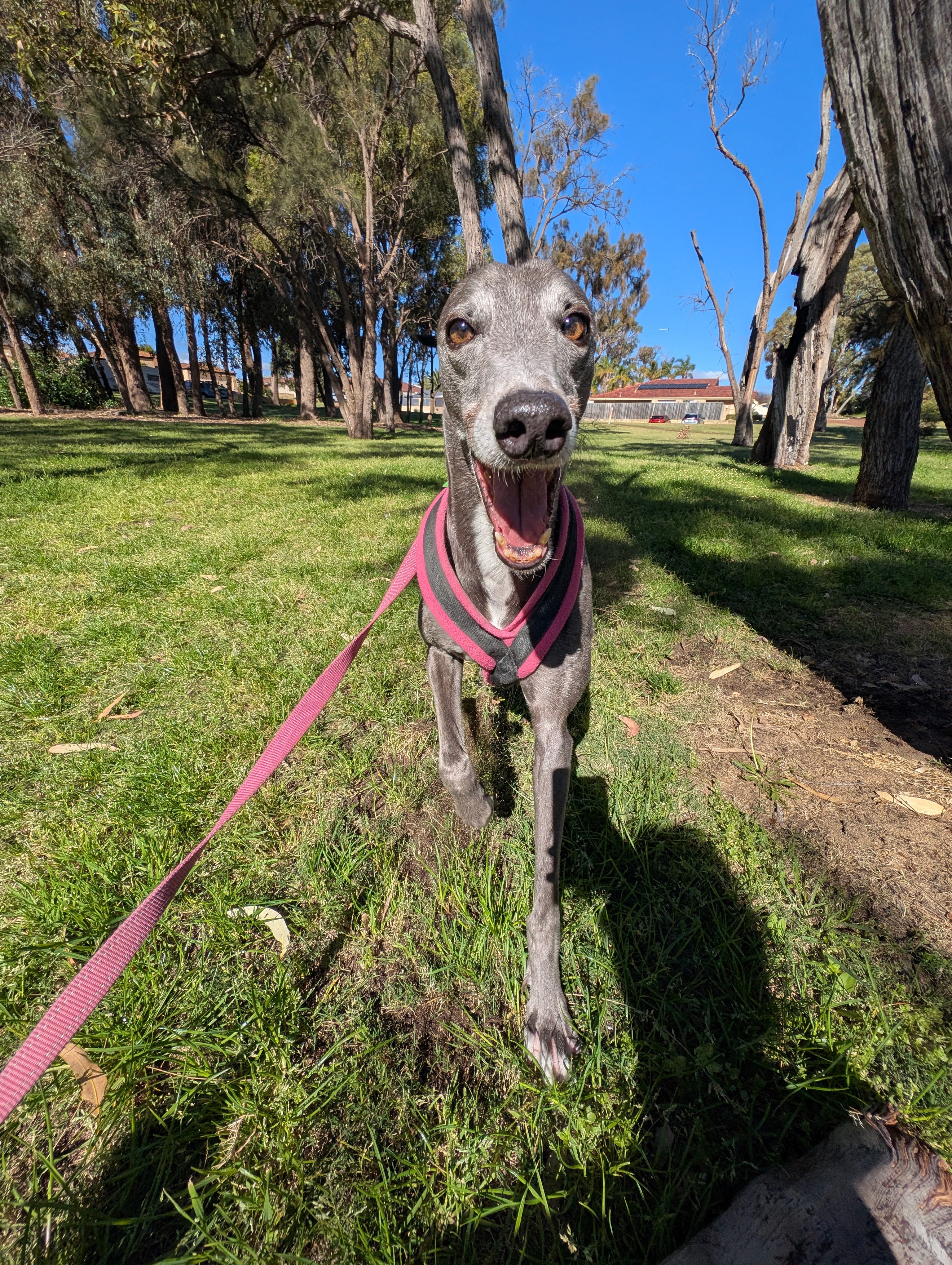 Dog Walking