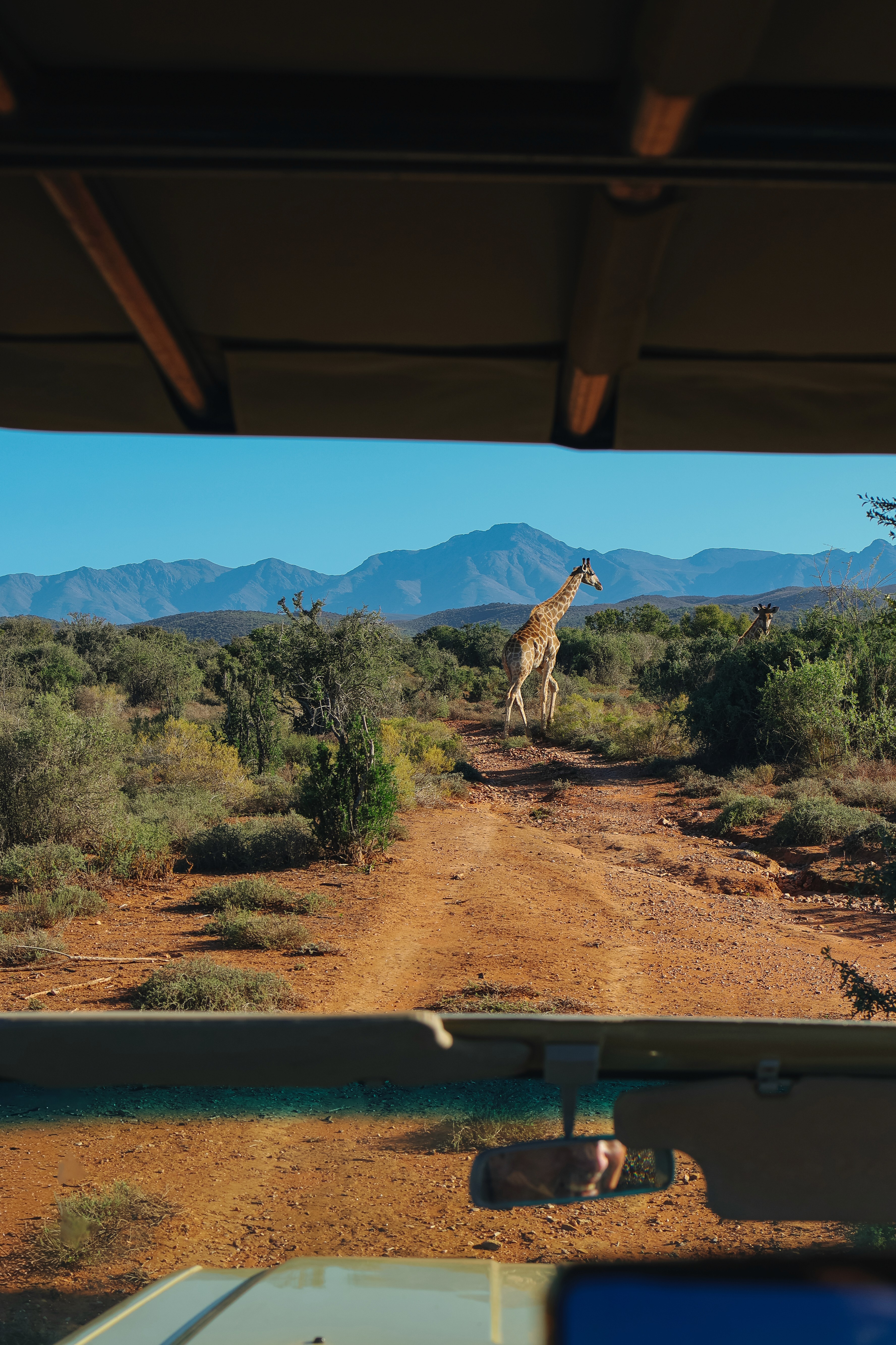 giraffe berluda 