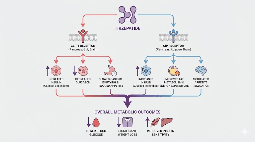 Tirzepatide dual GIP and GLP-1 receptor mechanism and metabolic pathway diagram