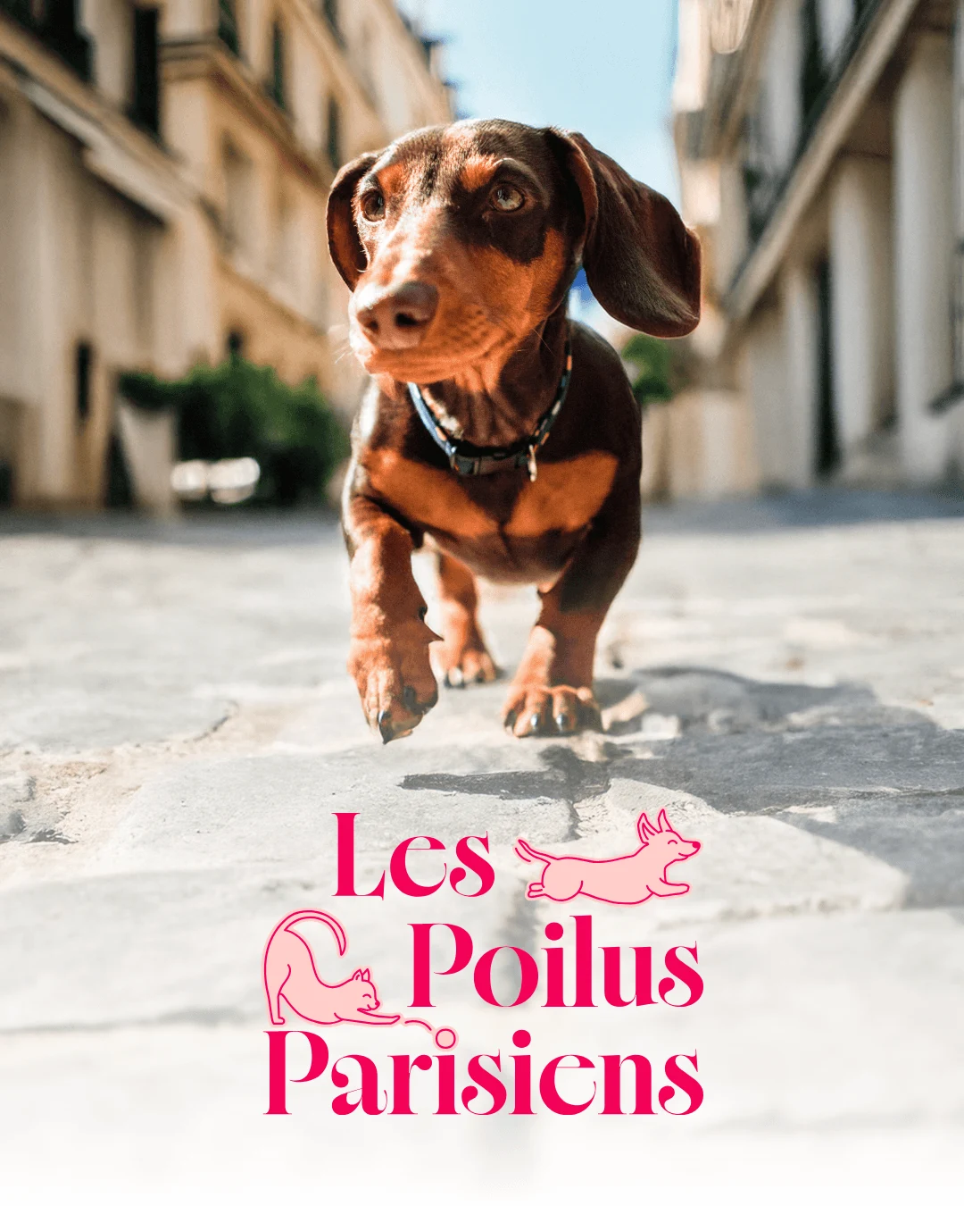 Logo Les Poilus Parisiens conçu par Coralie De Almeida, service de garde animalière à Paris, petsitter