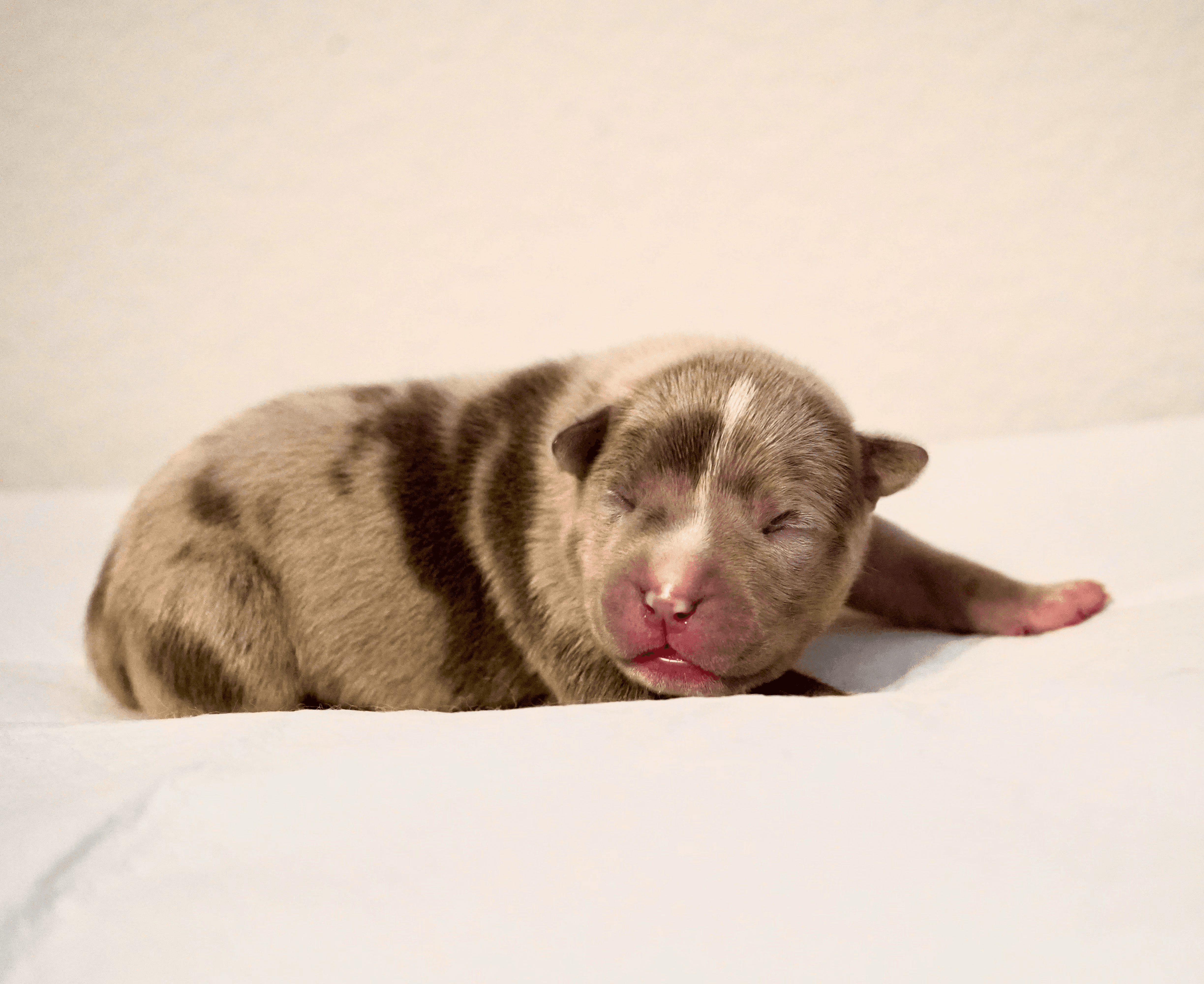 Big Dawg Bullies American Bully for sale - Black Tri Female 