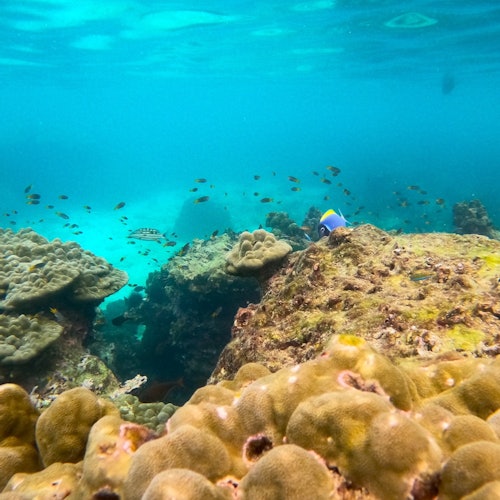 Snorkel and discover an underwater paradise with colorful fish and corals.