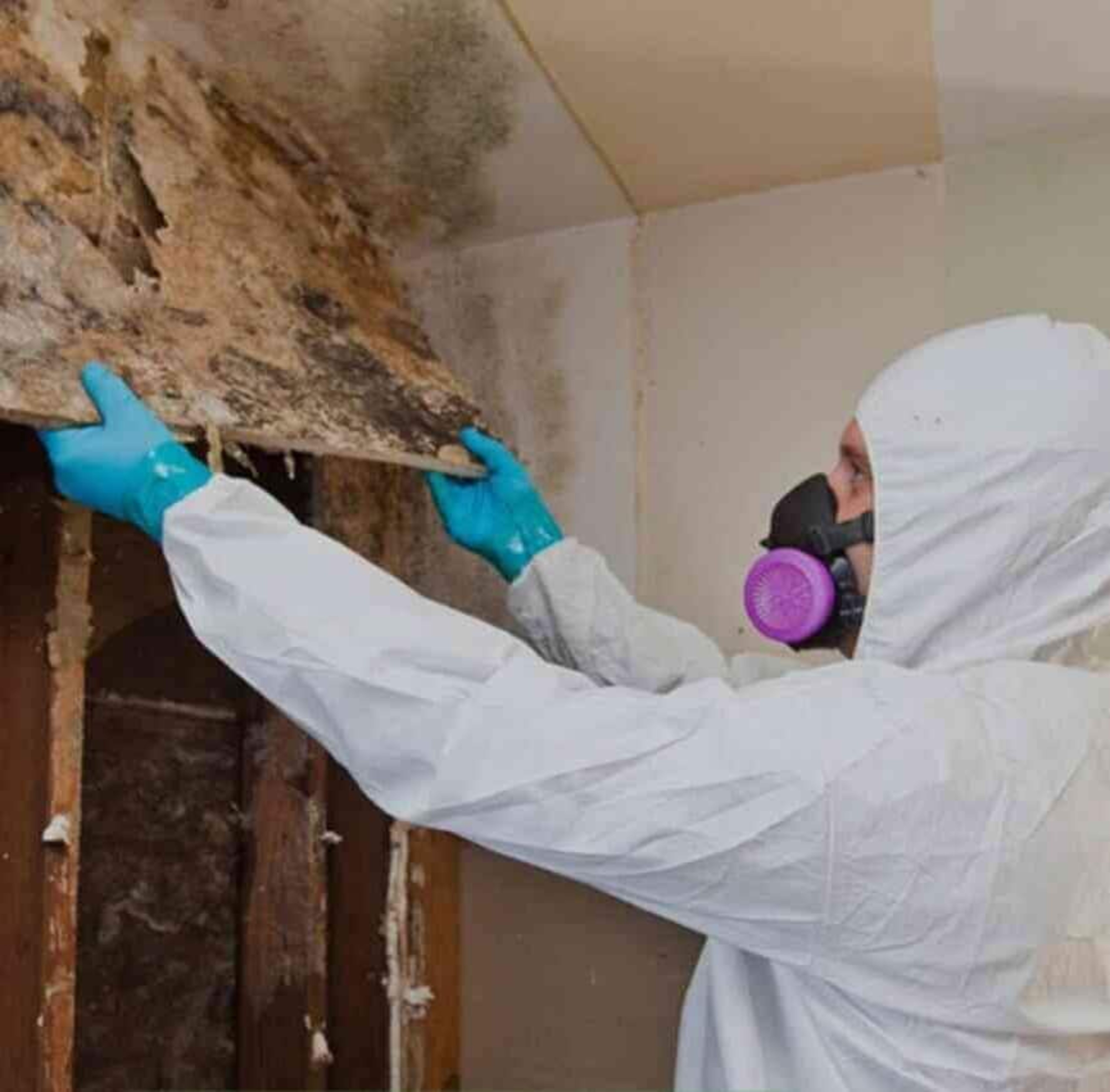 Breathe Easy: How to Detect and Prevent Mold in Your Home!