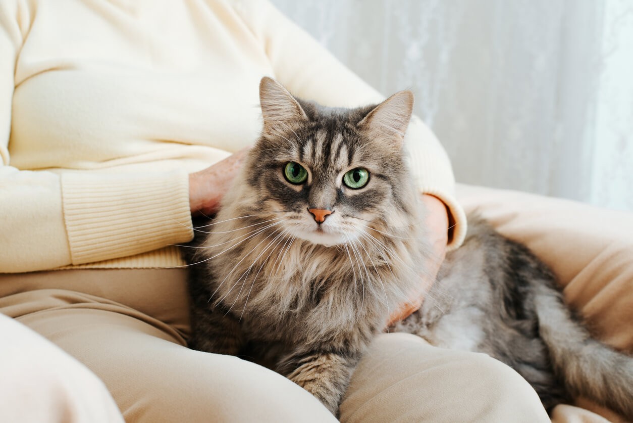 cat held in person's lap