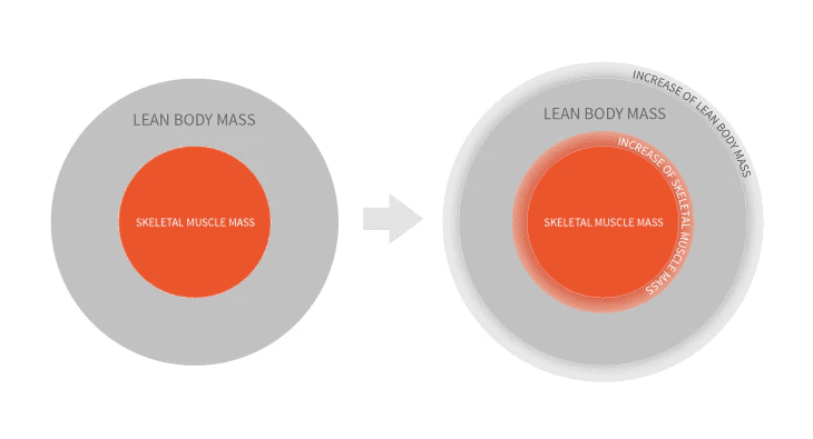 lean body mass gains