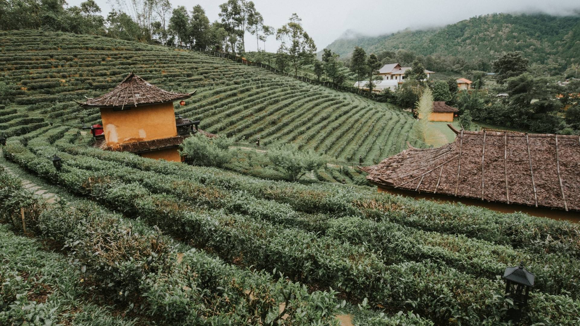 Arunachal Pradesh - Niche Tea Production