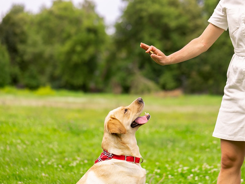 Basic obedience training for dogs dubai