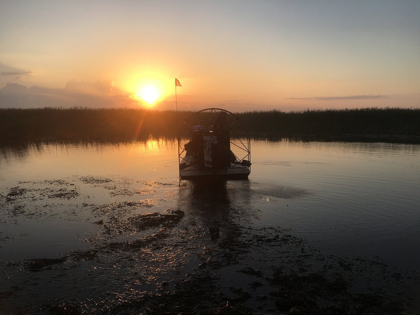 image of woman on airboat with alligator swimming in water next to her