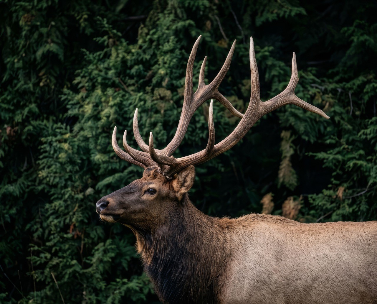 Wapiti