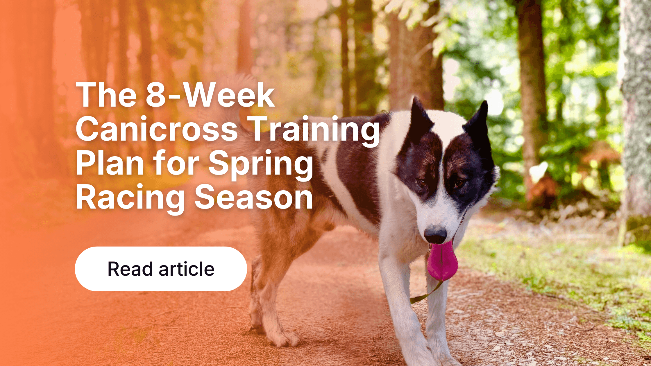 Dog Activity Tracking: Why Data Improves Health & Fitness