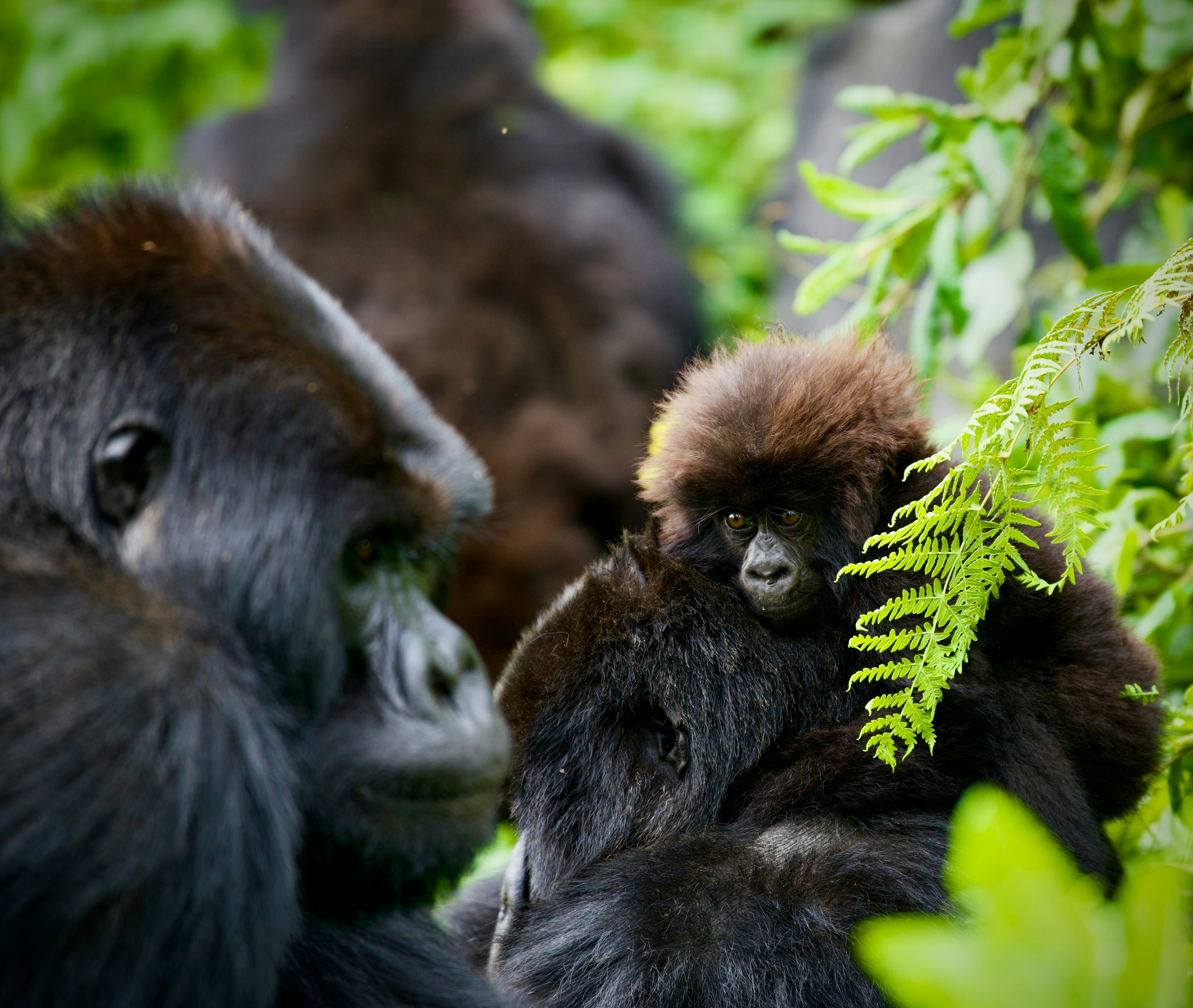 Uganda mountain gorillas