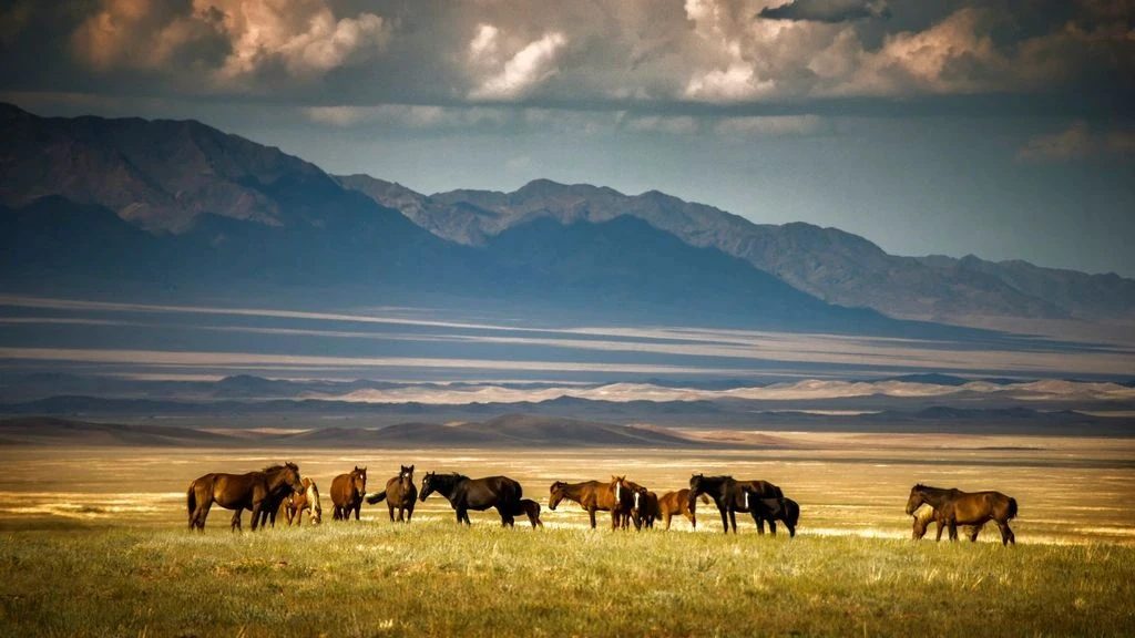Wild horses on grassland