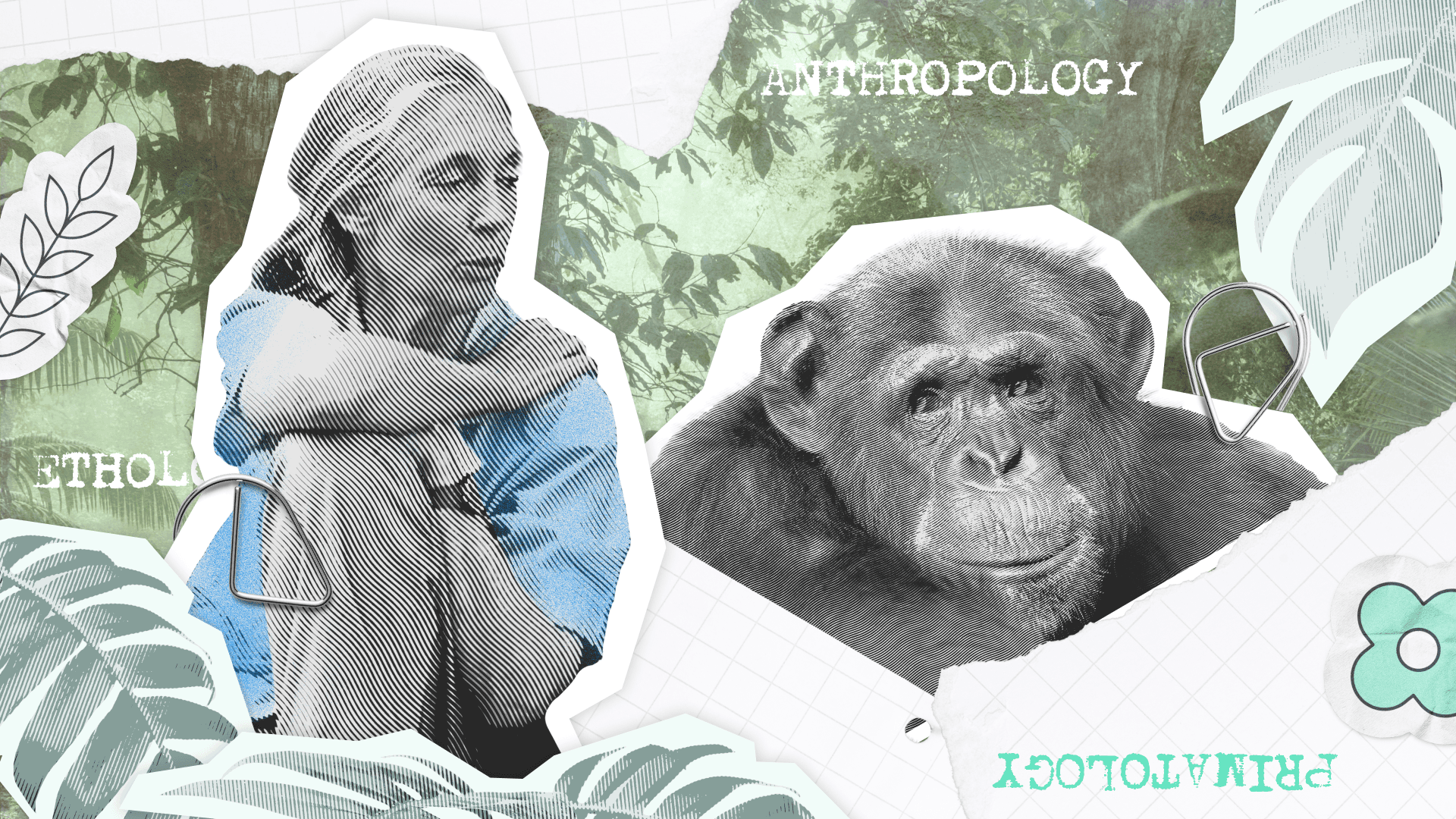 Jane Goodall