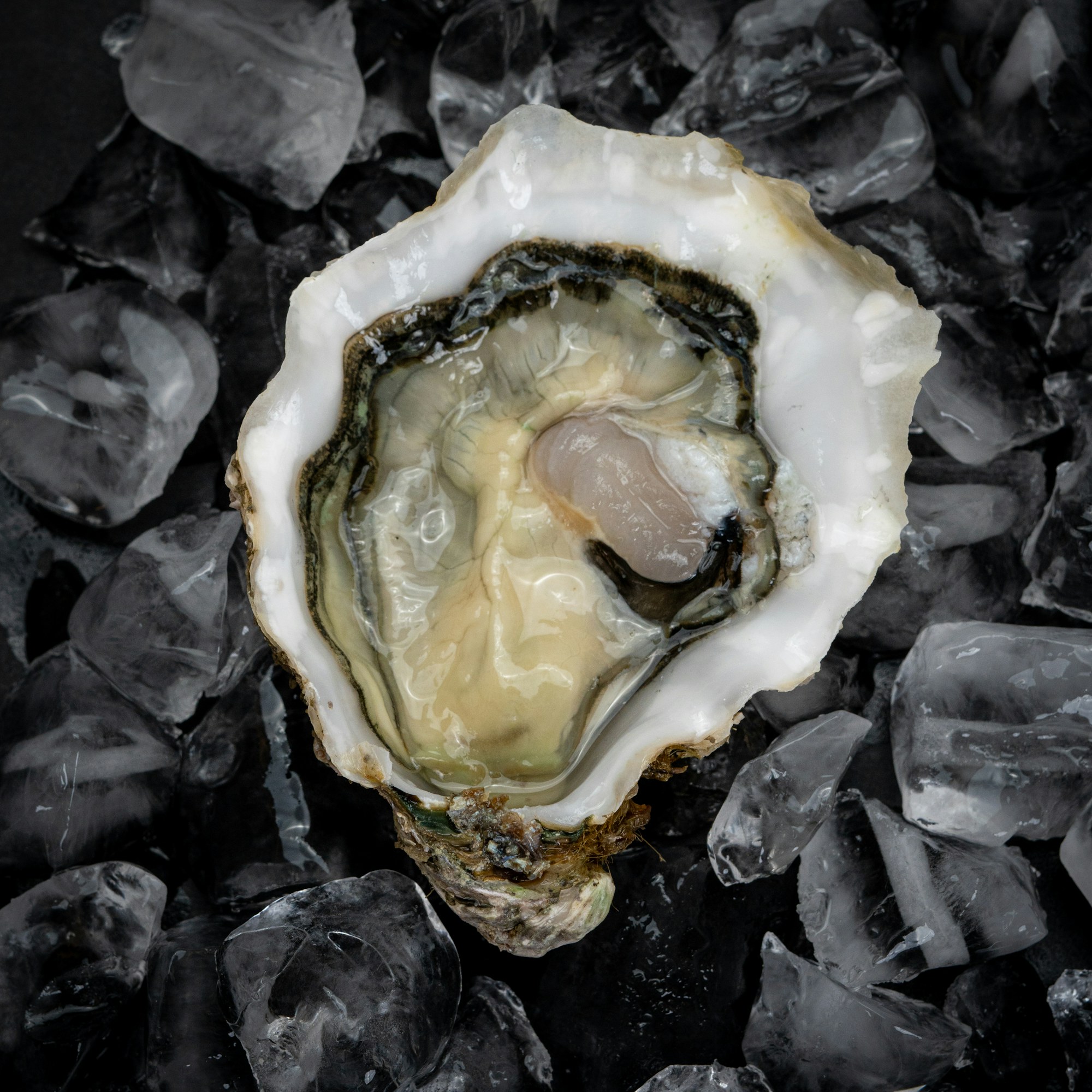Carlingford rock oysters