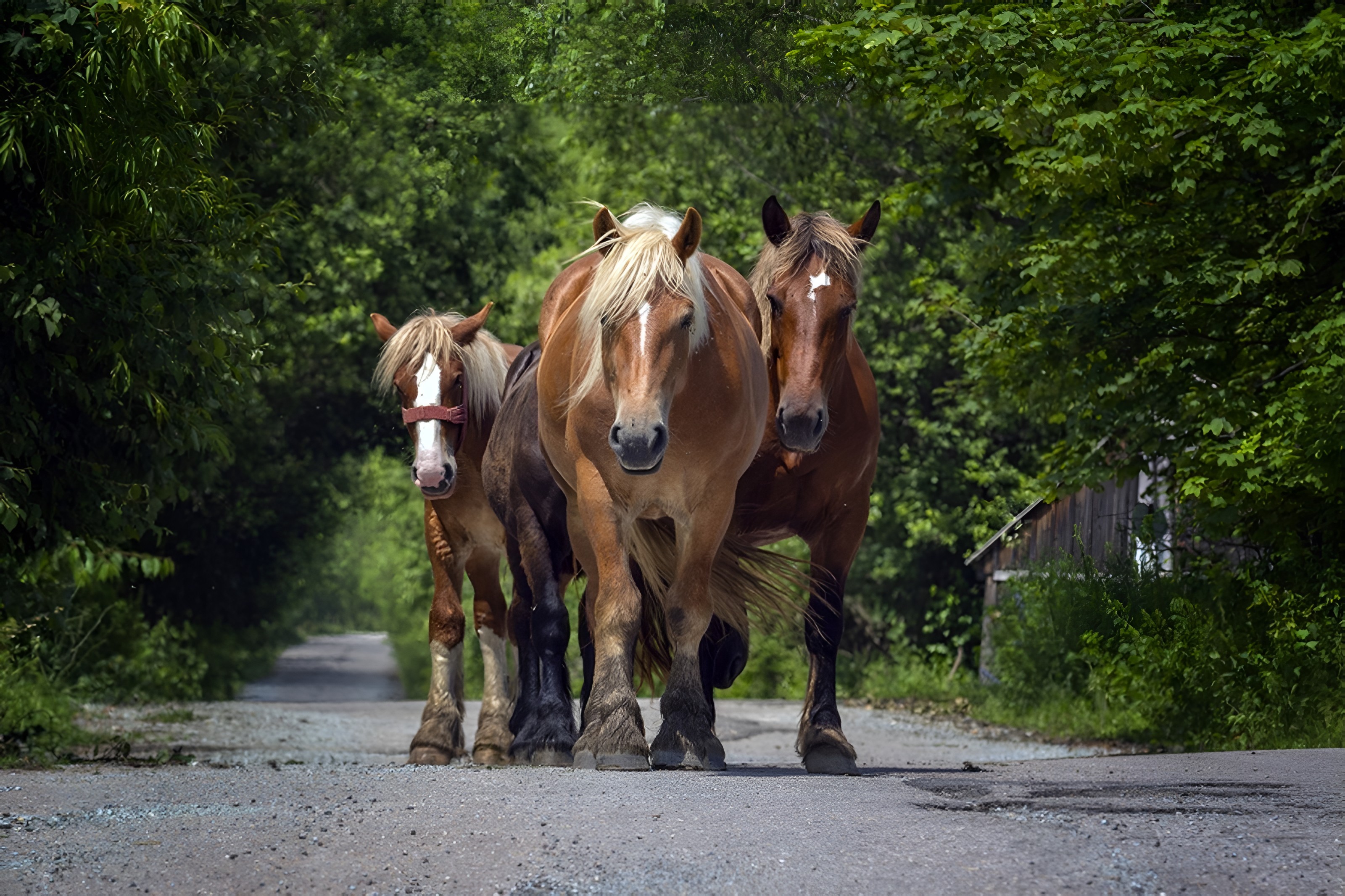 Three horses walking on a quiet village road, surrounded by green trees in Scărișoara village.