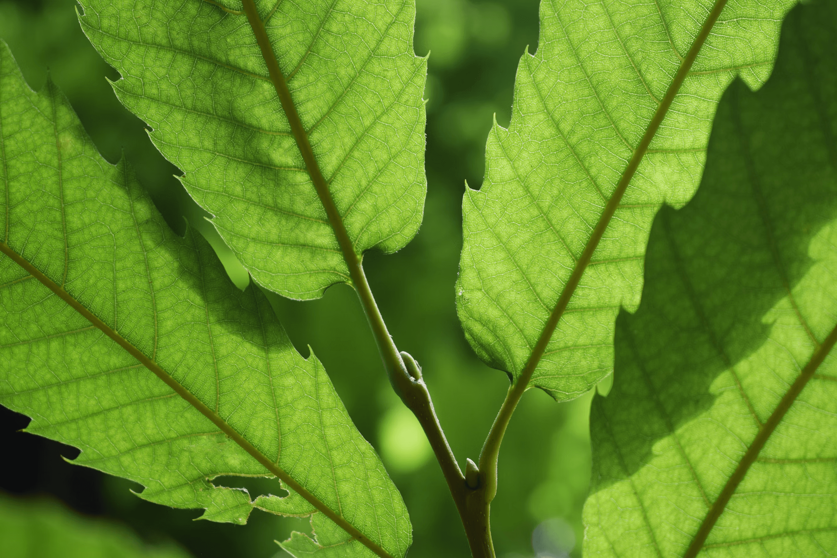 Close-up of green leaves with sunlight shining through