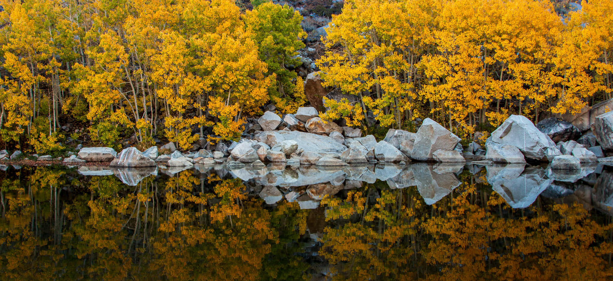 yellow trees reflect on a lake in autumn