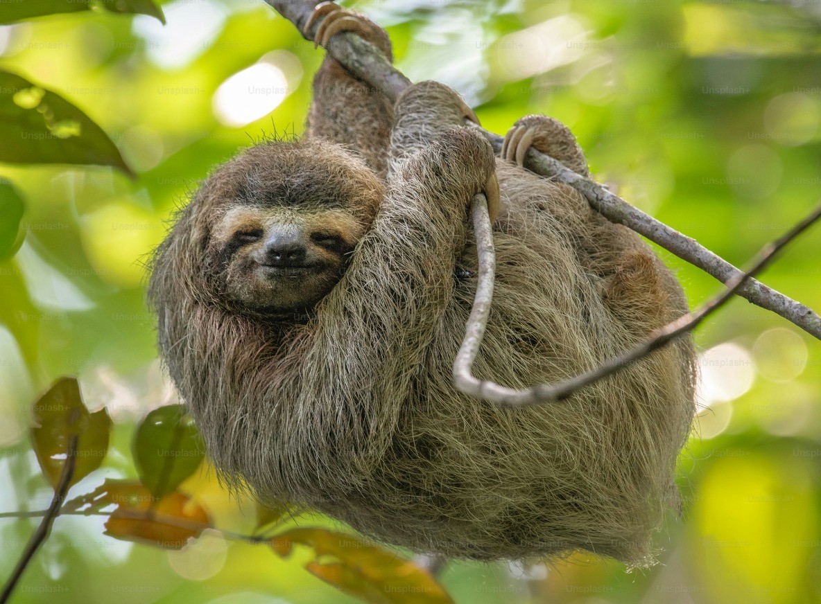 Sloth Image