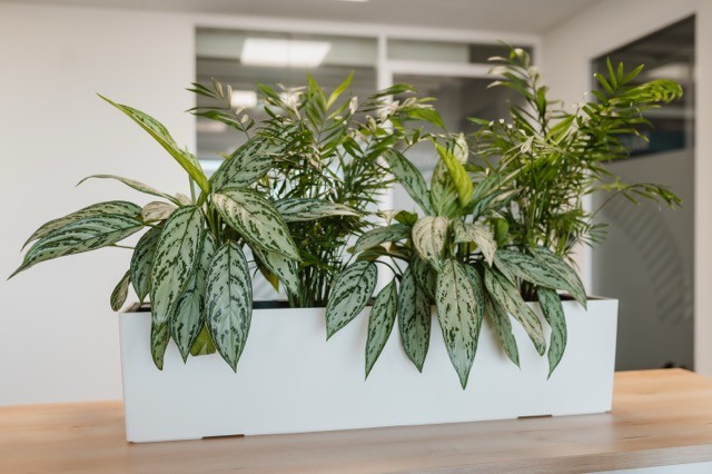 Roślina z realizacji office jungle