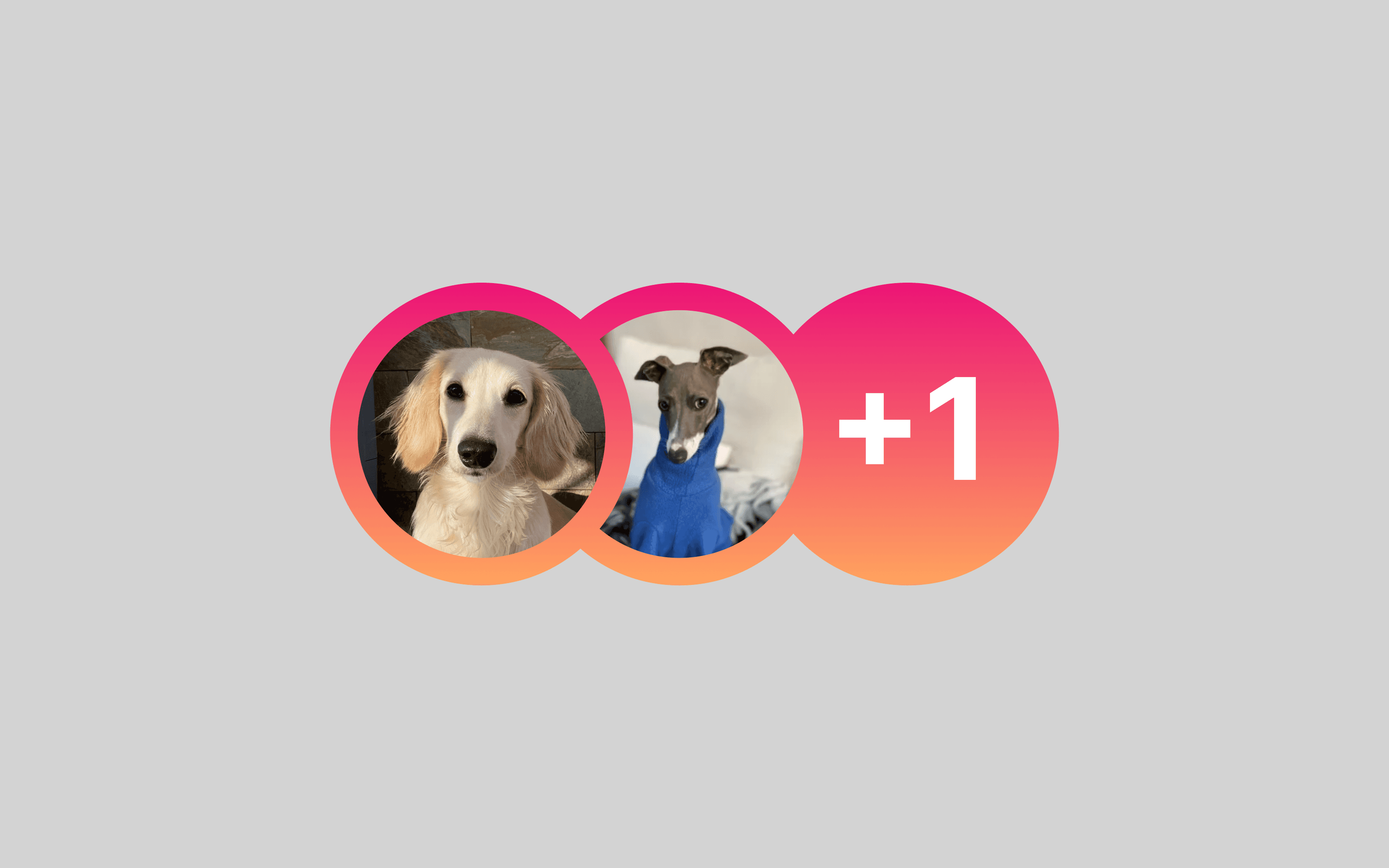 smoll application UI dog avatars