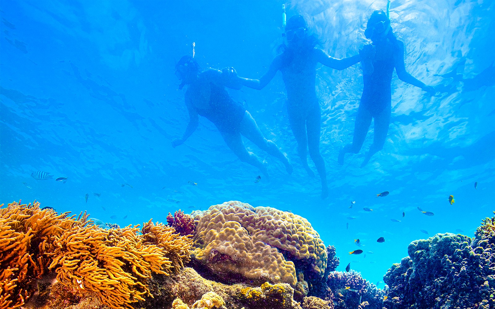 שנורקלרים חוקרים שונית אלמוגים בסיור יום מלא עם ת'אנדרקת וויסנדייז.