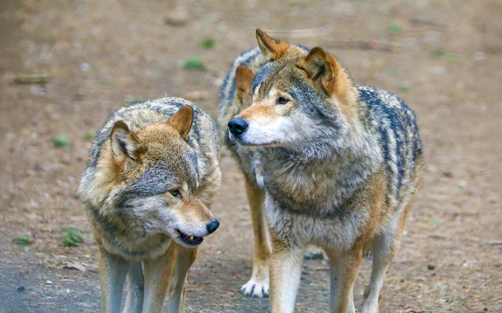 European grey wolves resting in snow at Highland Wildlife Park, Scotland.