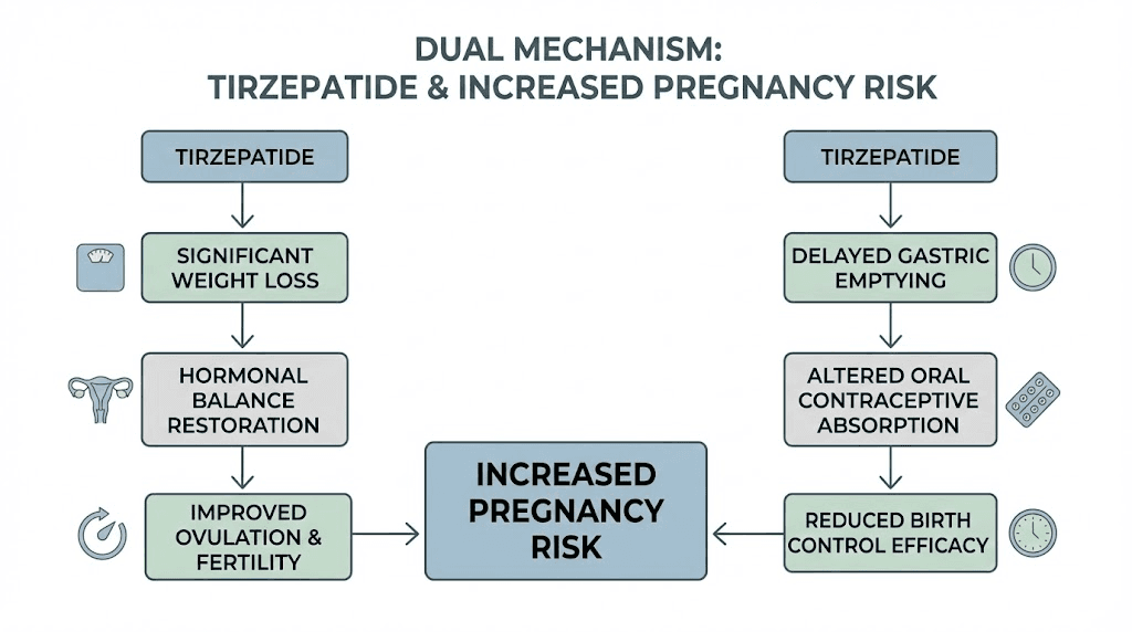 How tirzepatide increases pregnancy risk through two mechanisms
