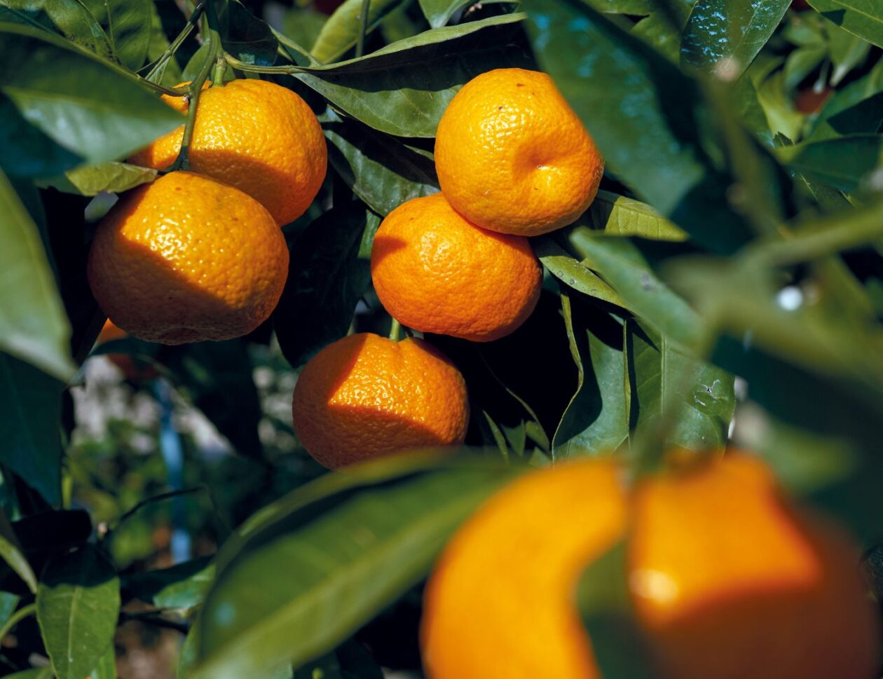 Limonero en maceta para terraza