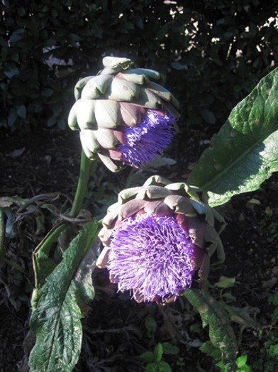 A photo of some red and purple flowers.