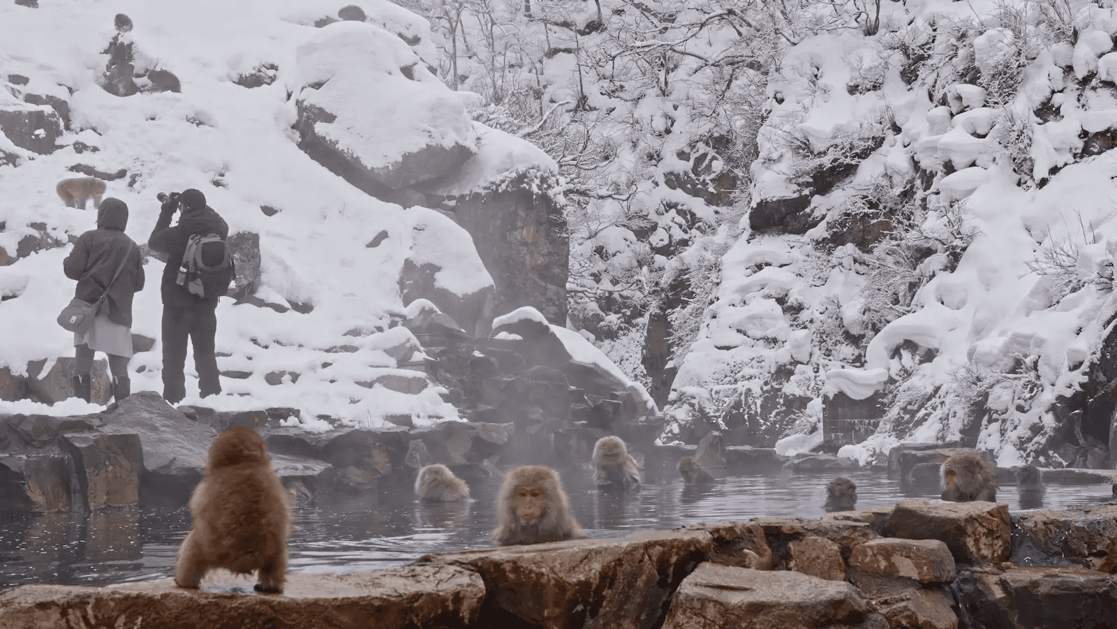 A photographer at the edge of the Jigokudani hot spring pool, monkeys bathing in the foreground