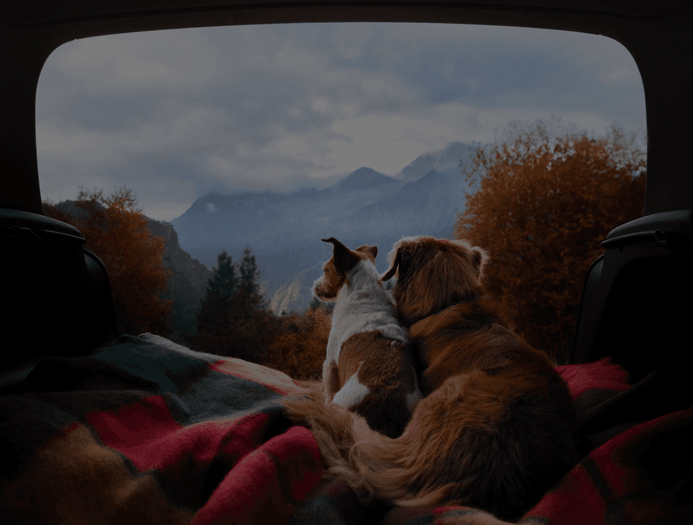 Dogs welcome in our campervans