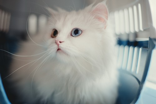 White cat sitting in pet carrier – stress-free cat transport UK