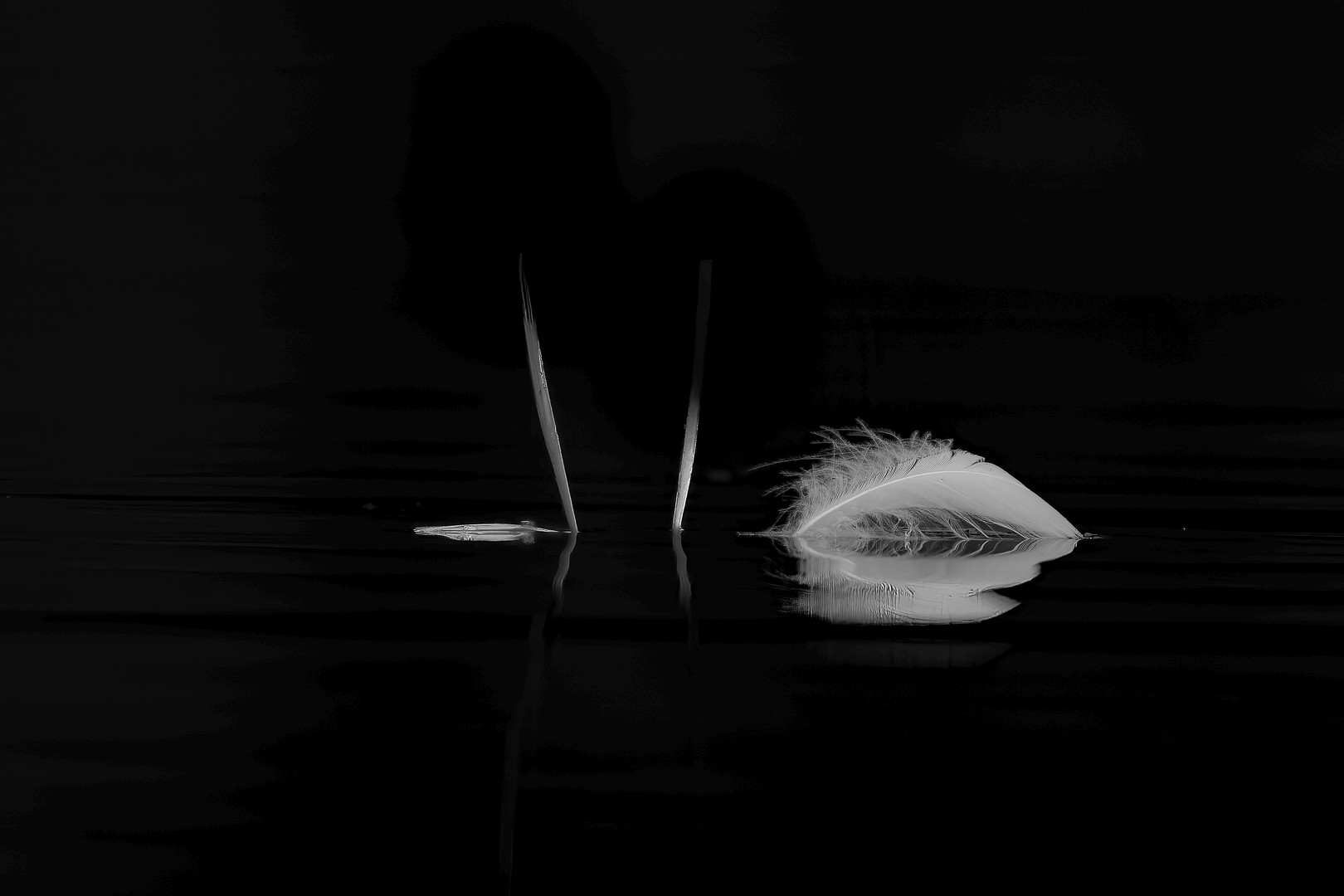 Une plume tout simplement