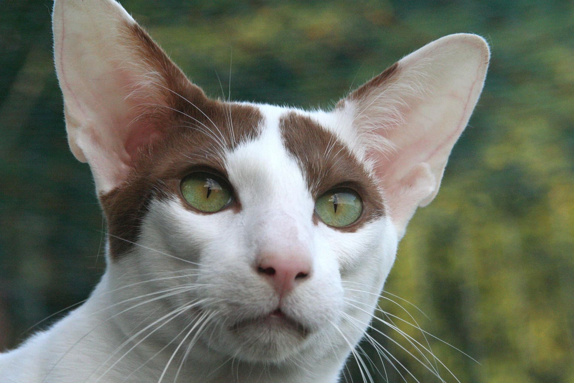 An Oriental Shorthair with green eyes is looking with focus.