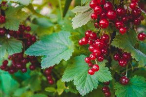 Ribes