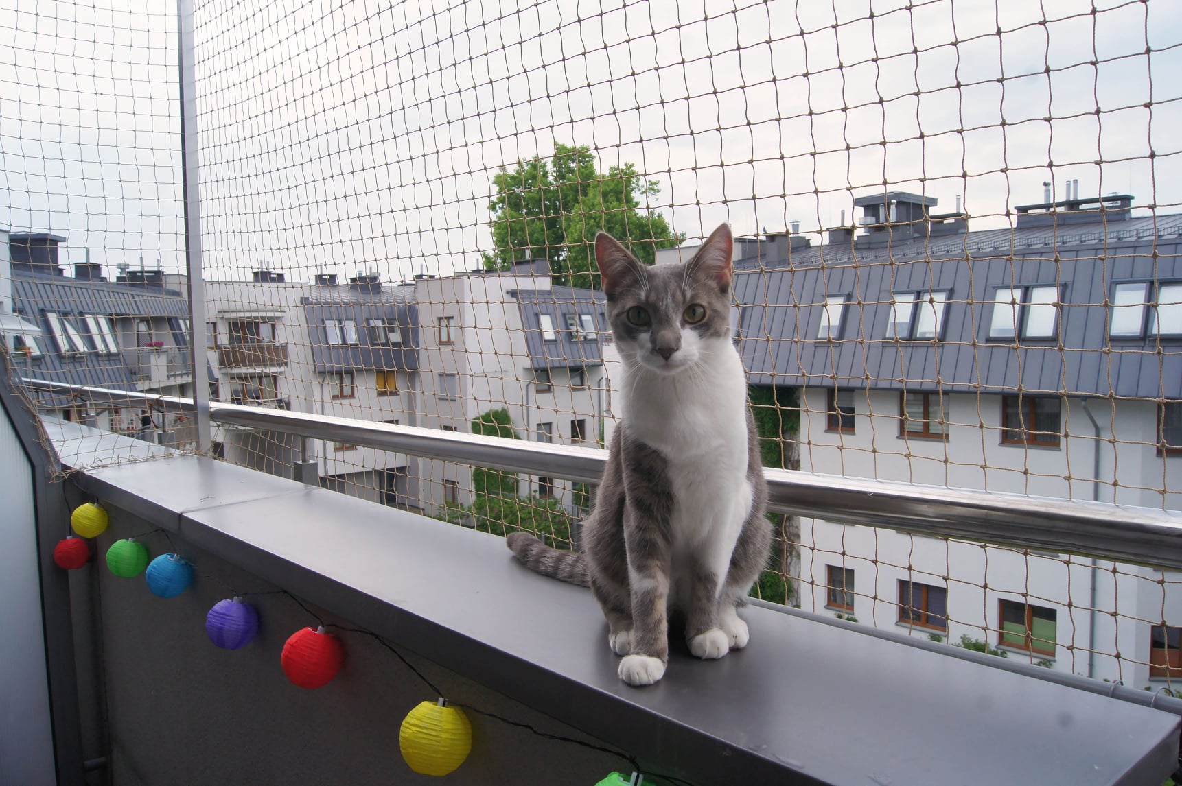 Kocia Siatka - Kot Nie Lata 2