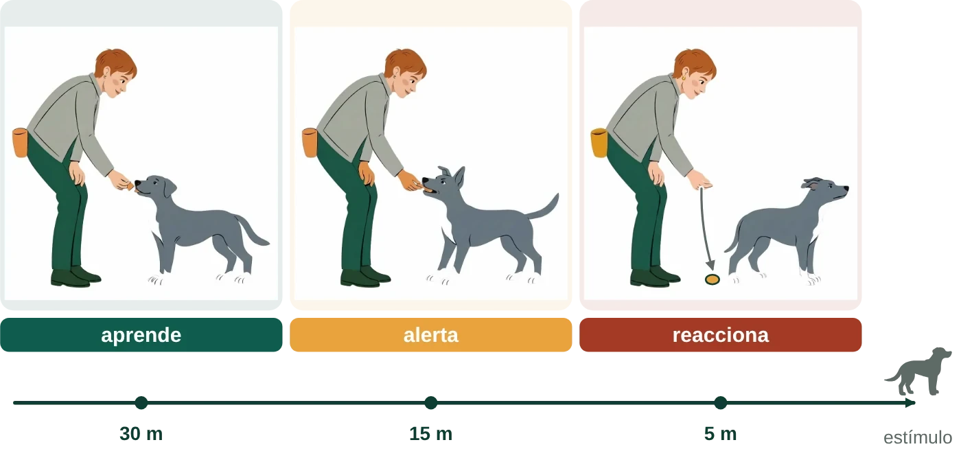Esquema del umbral del miedo en perros: zona de aprendizaje y zona de reacción