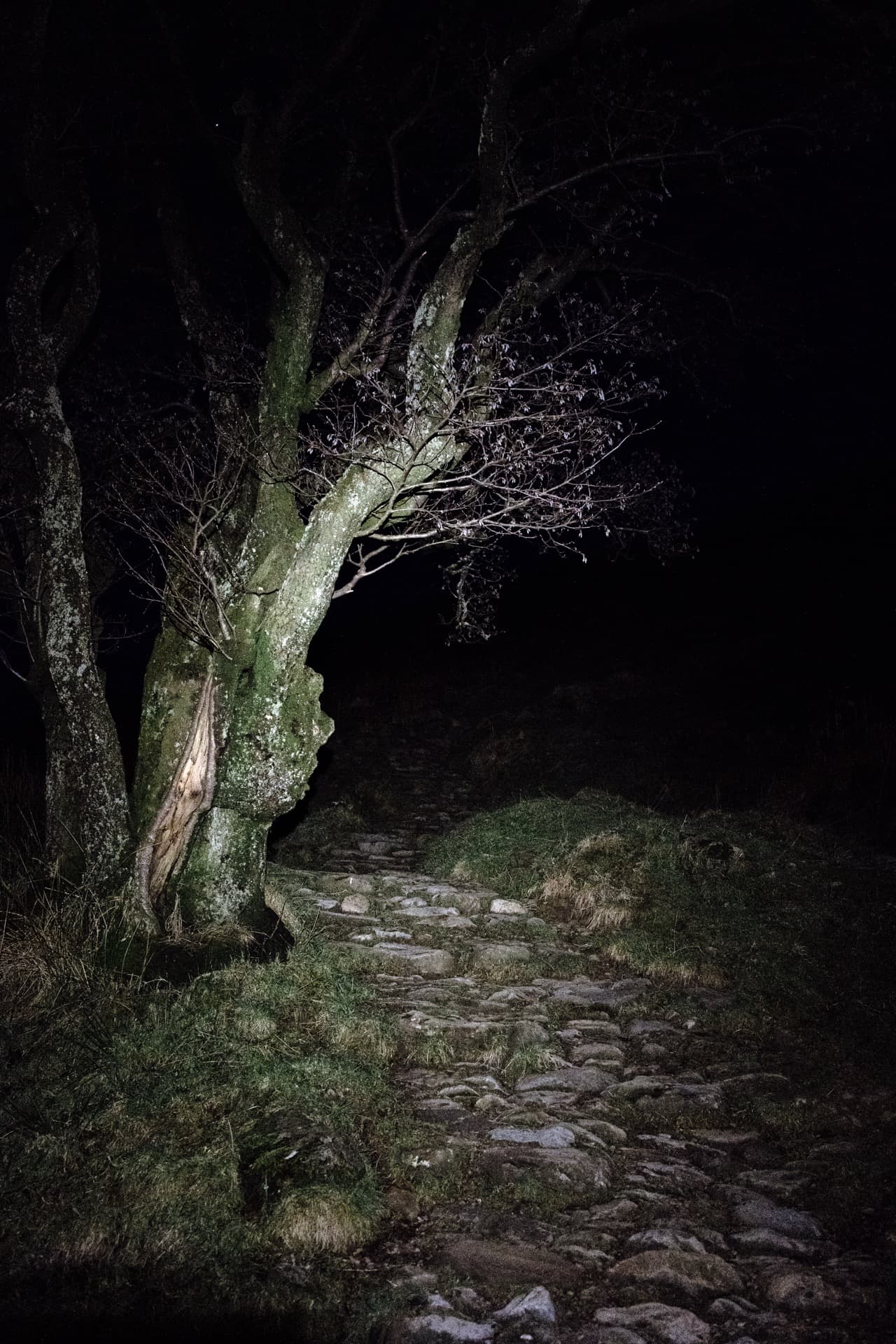 Gnarled tree trunk with lichen-covered bark illuminated by headtorch, bare branches against black night, stone path visible at base