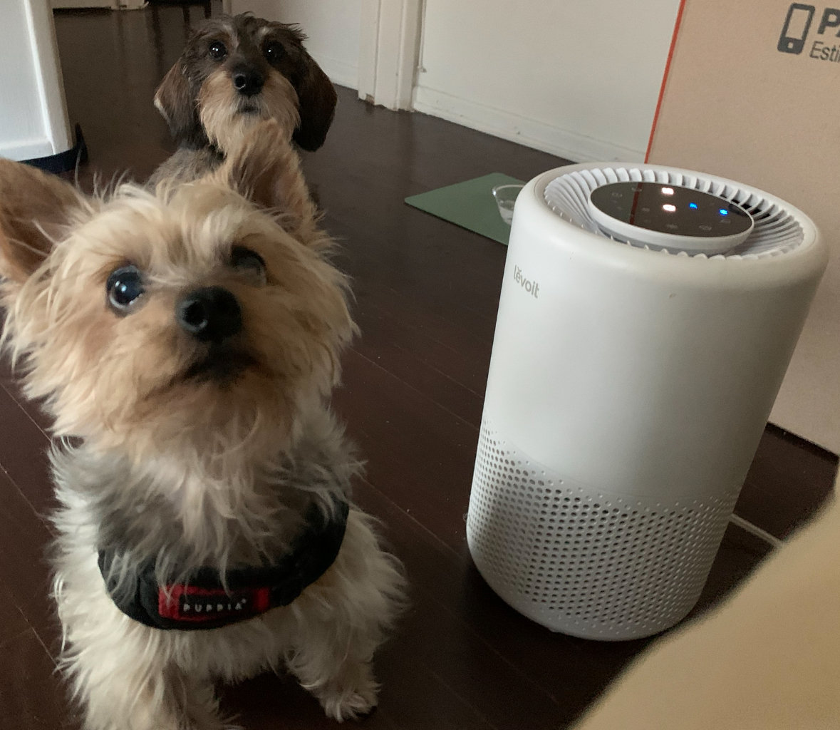 Chewie & Leia next to an air purifier