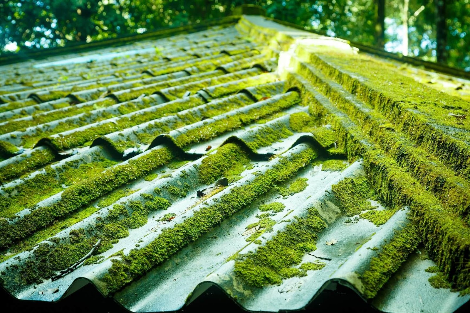 moss roof