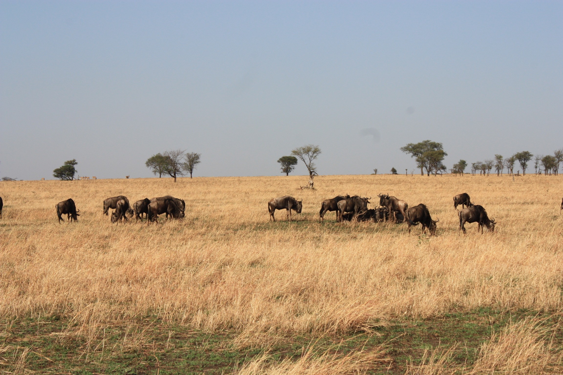 Safari: optimaal wildlife