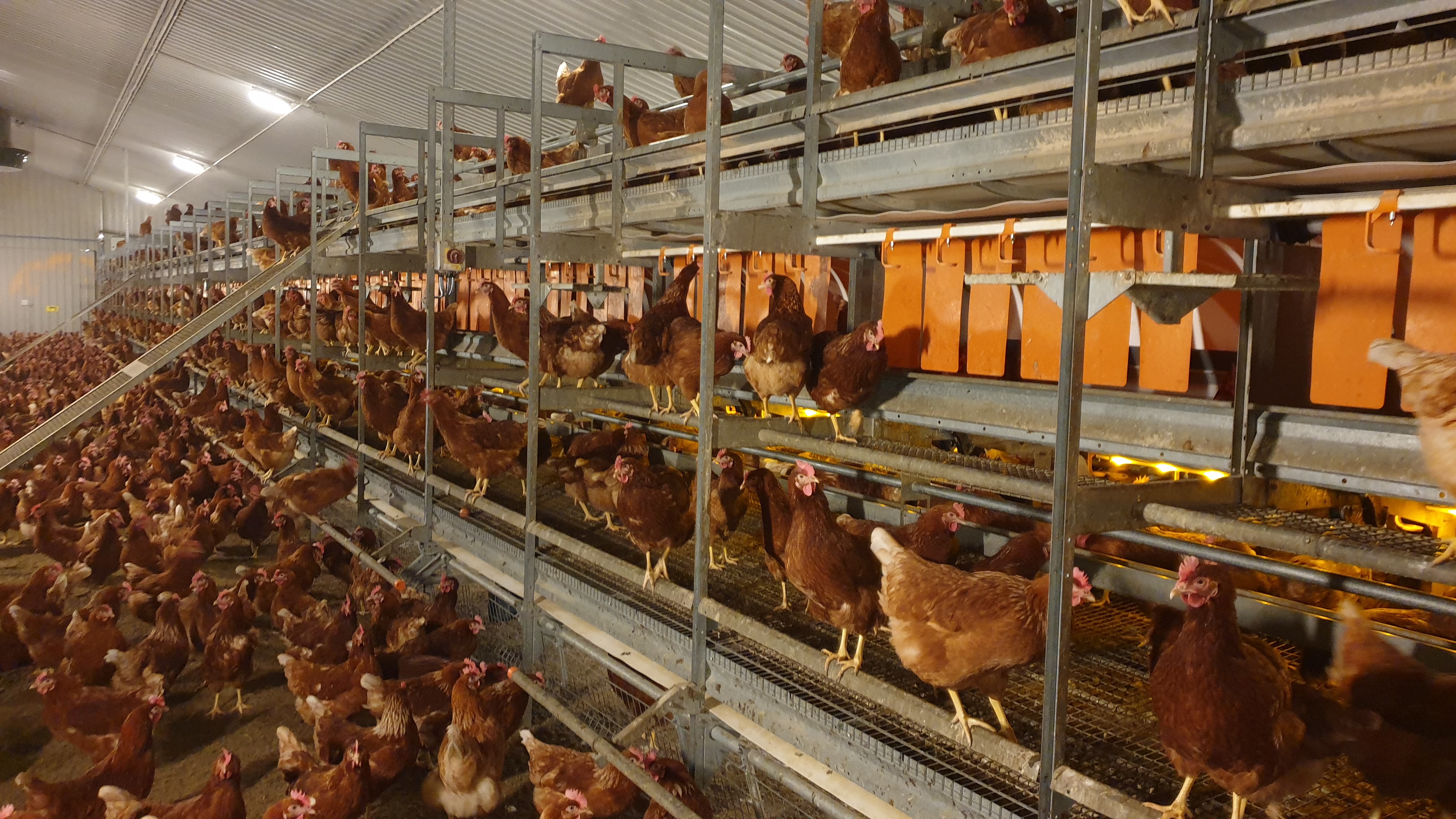 Monitoring allegens in chciken farm