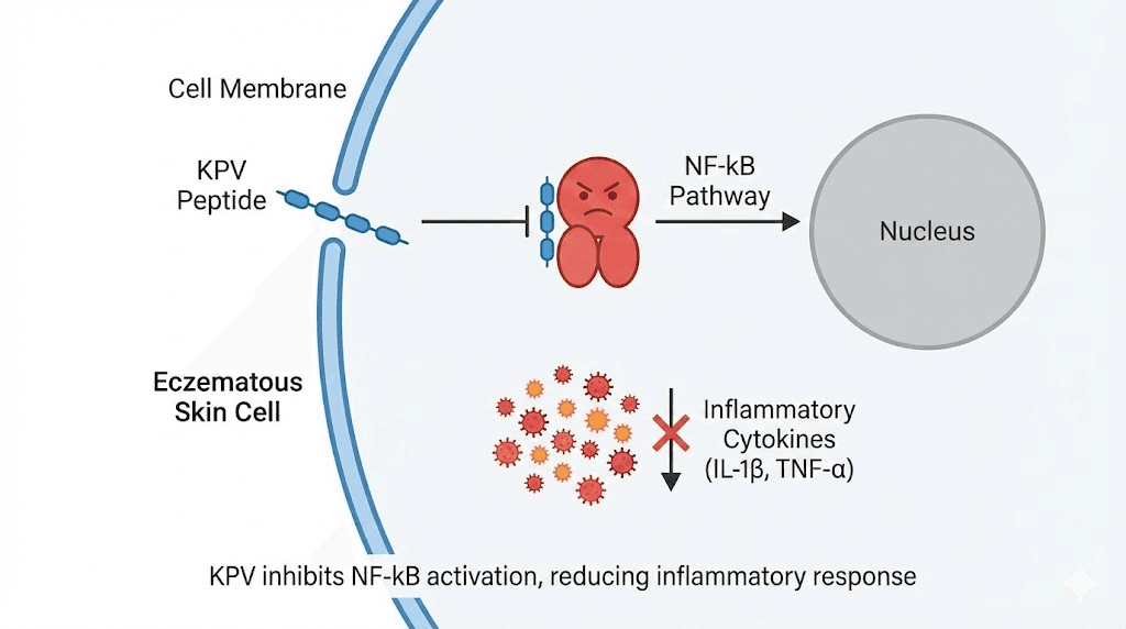 KPV peptide anti-inflammatory mechanism in eczema skin