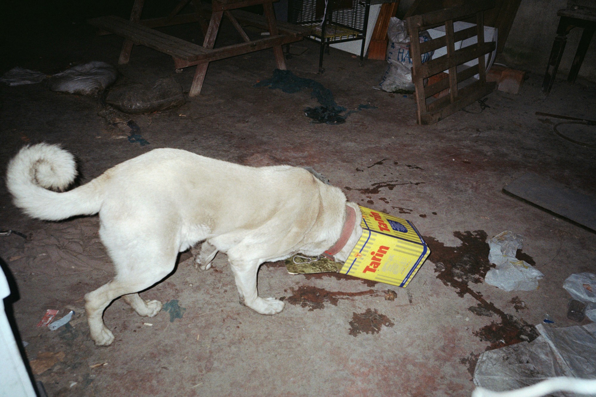 A large white dog with its head inside a yellow box labeled "Tain" stands on a dirt floor surrounded by scattered debris and shadows, appearing to rummage through the box.