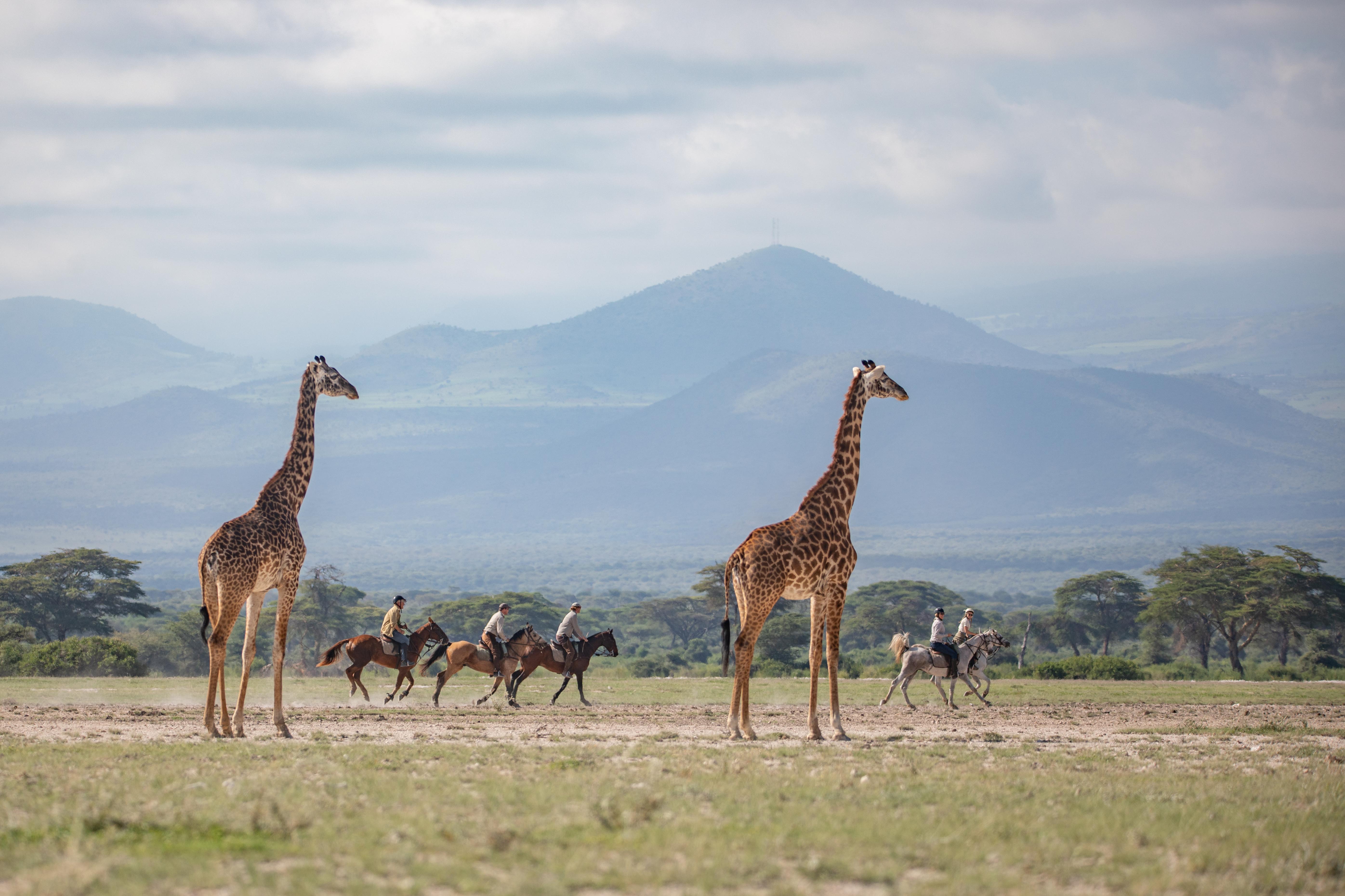 Två giraffer står blickar ut över Arusha National Park, Tanzania. Fem ryttare till häst på ridsafari galopperar i bakgrunden. Kilimanjaro Elephant Ride.